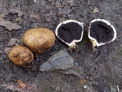 Scleroderma michiganense