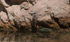 Rhionaeschna pallipes