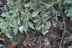 Tournefortia hartwegiana