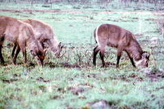 Kobus ellipsiprymnus ellipsiprymnus