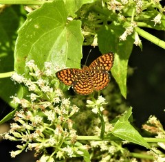 Antillea pelops
