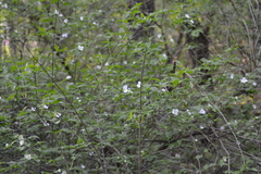 Rhodotypos scandens