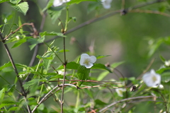 Rhodotypos scandens
