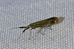 Coleophora deauratella