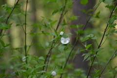 Rhodotypos scandens