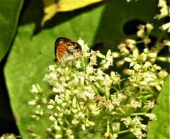 Antillea pelops