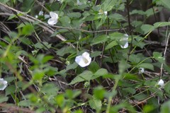 Rhodotypos scandens