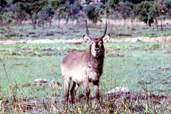 Kobus ellipsiprymnus ellipsiprymnus