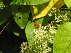 Antillea pelops