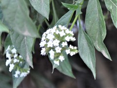 Tournefortia hartwegiana