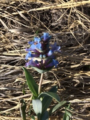 Penstemon nitidus