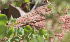 Liolaemus gracilis