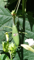 Stagmatoptera hyaloptera