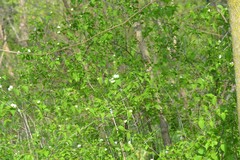 Rhodotypos scandens