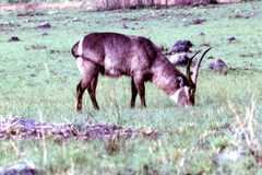 Kobus ellipsiprymnus ellipsiprymnus