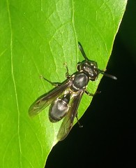Vespidae