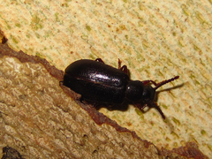 Luprops orientalis
