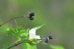Rhodotypos scandens