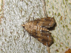 Elophila turbata