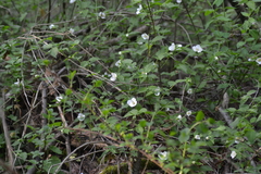 Rhodotypos scandens