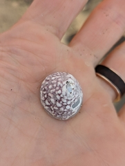 Acmaea