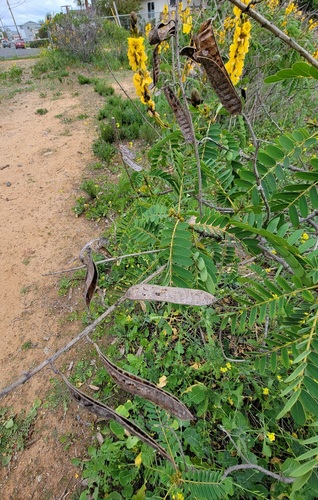 Senna didymobotrya
