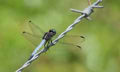 Dasythemis mincki