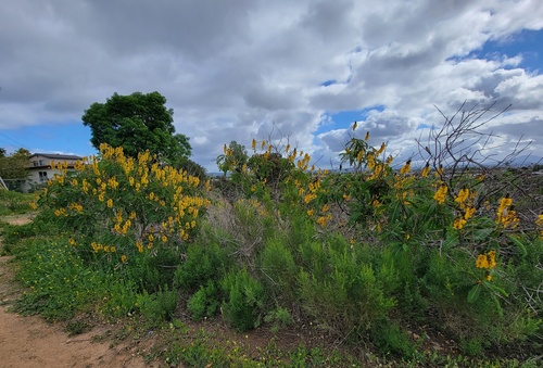 Senna didymobotrya