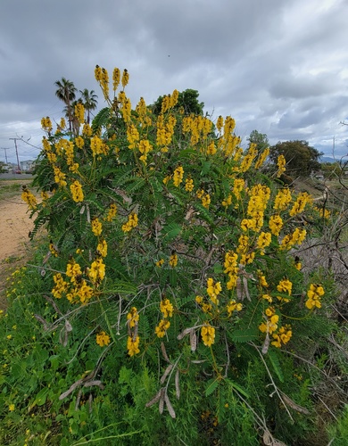 Senna didymobotrya