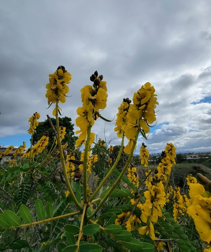 Senna didymobotrya