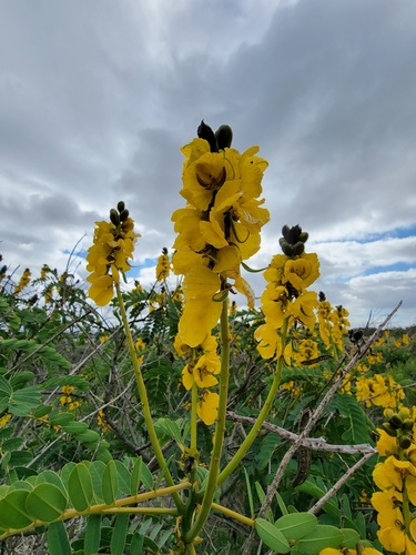 Senna didymobotrya