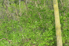 Rhodotypos scandens