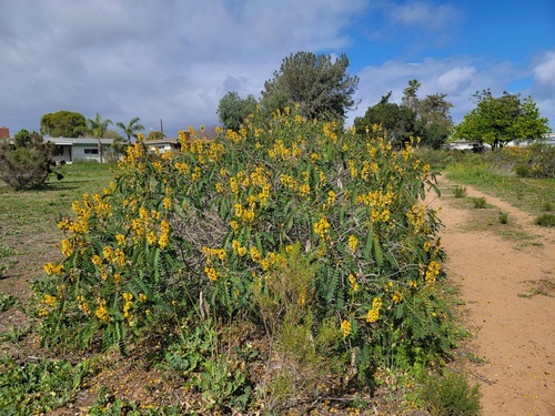Senna didymobotrya