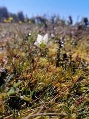 Gentianella grisebachii