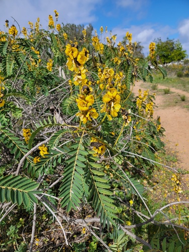 Senna didymobotrya