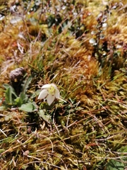 Gentianella grisebachii