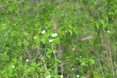 Rhodotypos scandens