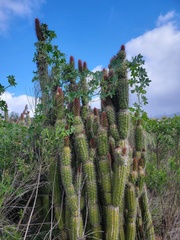 Trichocereus