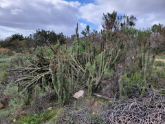 Trichocereus