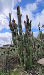 Trichocereus
