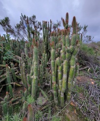 Trichocereus