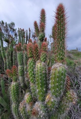 Trichocereus