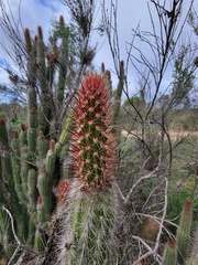 Trichocereus