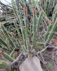 Trichocereus