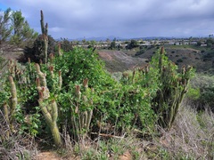 Trichocereus