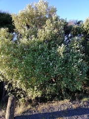 Olearia albida