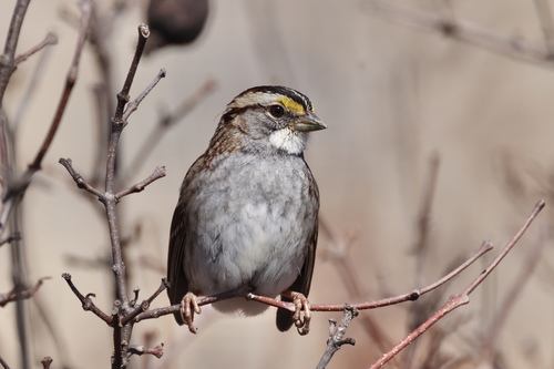 White-throated Sparrow photographed in Maryland