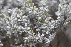 Cratystylis conocephala