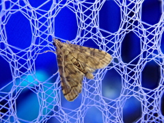 Nacoleia satsumalis