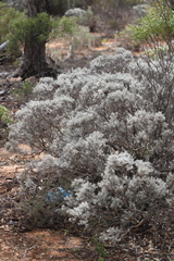 Cratystylis conocephala